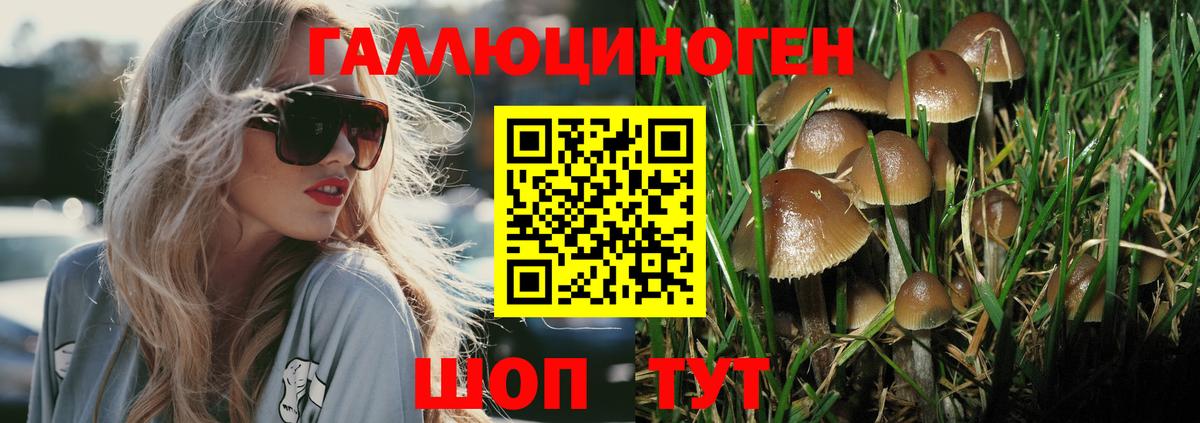 Псилоцибиновые грибы Psilocybe  Вход с VPN  Курганинск  Псилоцибиновые грибы Cubensis 